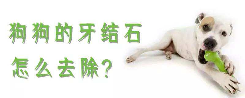 狗狗的牙结石怎么去除