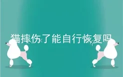 猫摔伤了能自行恢复吗