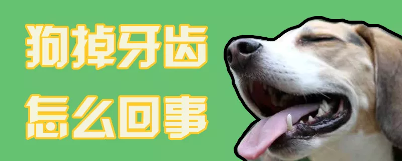 狗掉牙齿怎么回事