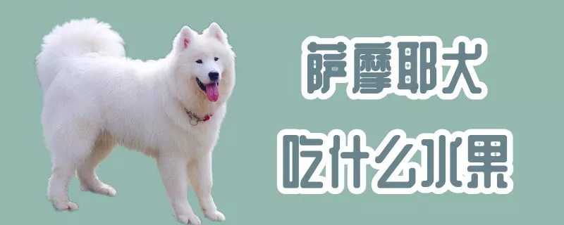 萨摩耶犬吃什么水果