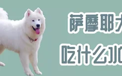 萨摩耶犬吃什么水果