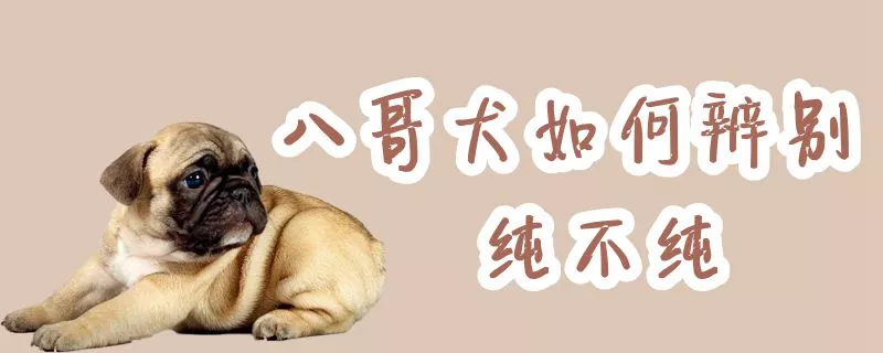 八哥犬如何辨别纯不纯