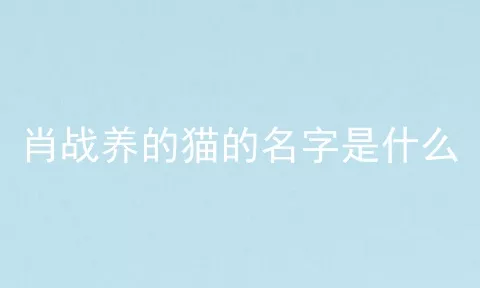 肖战养的猫的名字是什么