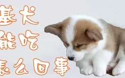 柯基犬不能吃怎么回事