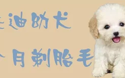 泰迪幼犬几个月剃胎毛