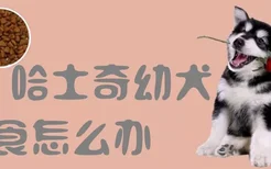 哈士奇幼犬挑食怎么办