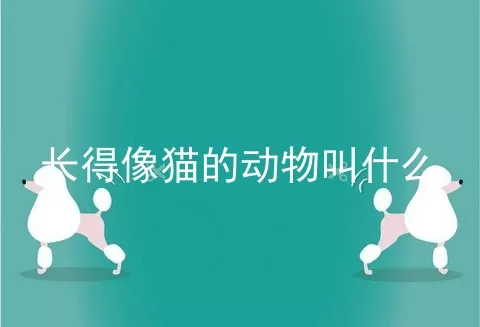 长得像猫的动物叫什么