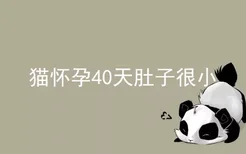 猫怀孕40天肚子很小