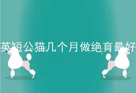 英短公猫几个月做绝育最好