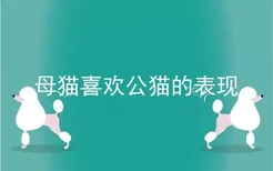 母猫喜欢公猫的表现