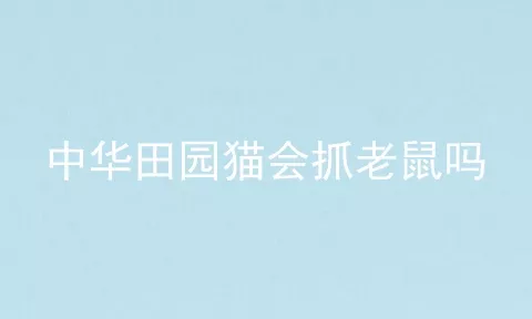 中华田园猫会抓老鼠吗