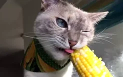 猫一次可以吃多少玉米