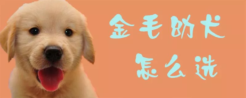 金毛幼犬怎么选1