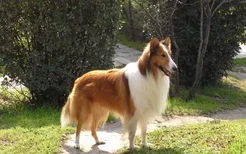 杜宾犬能长多重和多高