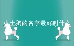 小土狗的名字最好叫什么