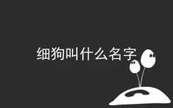 细狗叫什么名字