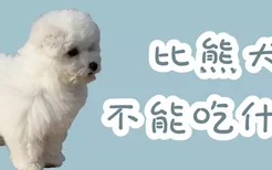 比熊犬不能吃什么