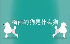 梅西的狗是什么狗