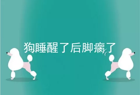 狗睡醒了后脚瘸了