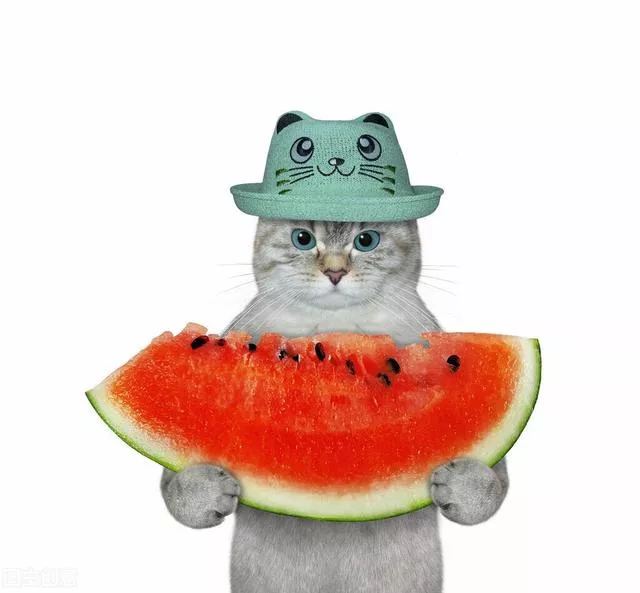 猫能吃芒果吗(猫能吃芒果吗为什么)