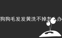 狗狗毛发发黄洗不掉怎么办