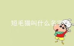 短毛猫叫什么名字