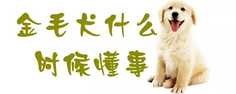 金毛犬什么时候懂事1