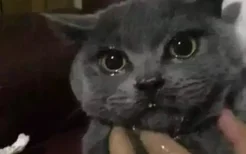 猫会哭吗(猫会哭吗会流眼泪吗)