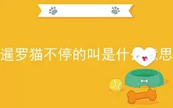 暹罗猫不停的叫是什么意思