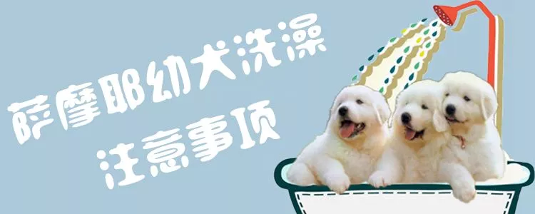 萨摩耶幼犬洗澡方法1