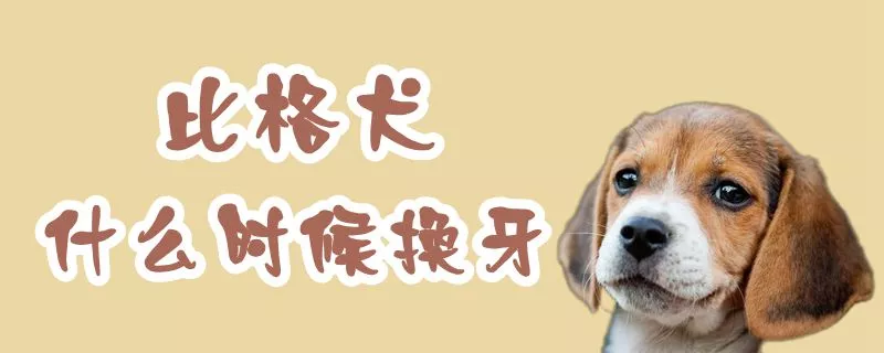 比格犬什么时候换牙