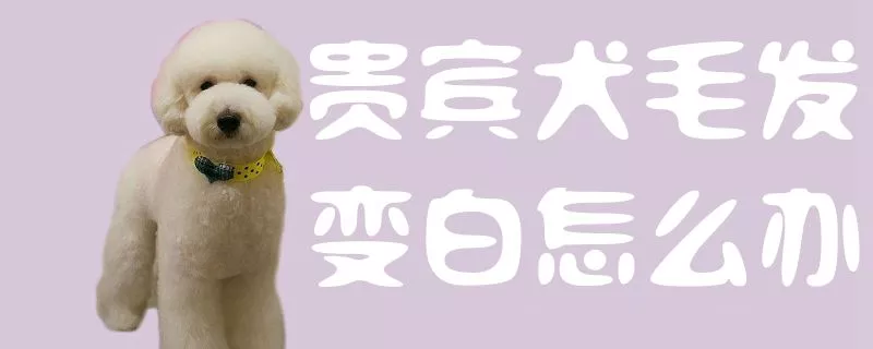 贵宾犬毛发变白怎么办1