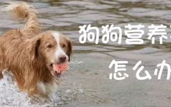 狗狗营养不良怎么办