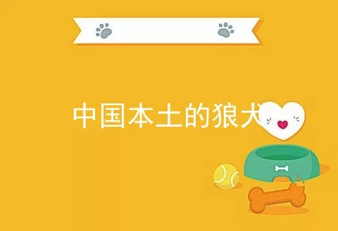 中国本土的狼犬