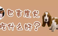 巴吉度犬吃什么好