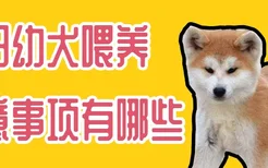 秋田幼犬喂养注意事项有哪些