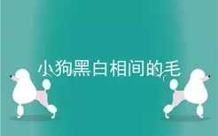 小狗黑白相间的毛