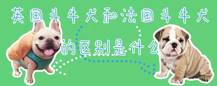 英国斗牛犬和法国斗牛犬的区别是什么