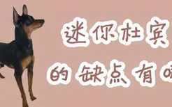 迷你杜宾犬的缺点有哪些