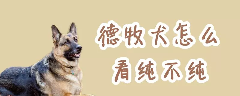 德牧犬怎么看纯不纯