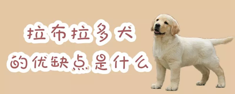 拉布拉多犬的优缺点是什么