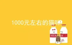 1000元左右的猫咪