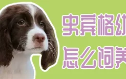 史宾格幼犬怎么饲养