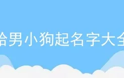 给男小狗起名字大全