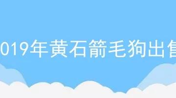 2019年黄石箭毛狗出售