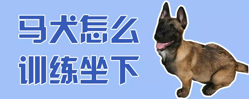 马犬怎么训练坐下