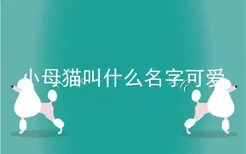 小母猫叫什么名字可爱