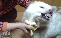 贵宾犬能吃香蕉吗 吃多了香蕉会有什么危害吗