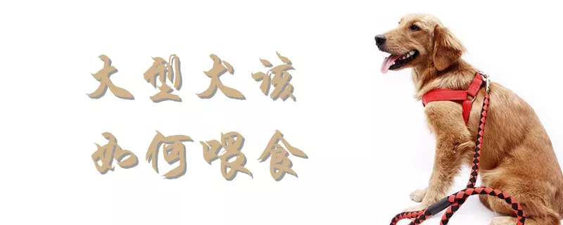 大型犬该如何喂食