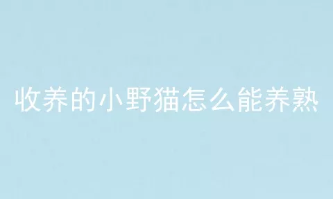 收养的小野猫怎么能养熟